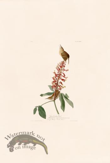 078 Great Carolina Wren